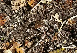 Termite Swarms 20161015 03