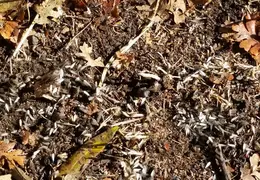 Termite Swarms 20161015 04