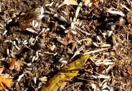 Termite Swarms 20161015 05