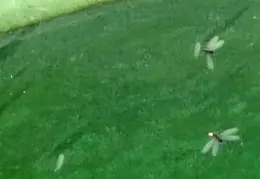 Termite Swarms 20161015 06