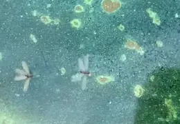 Termite Swarms 20161015 07