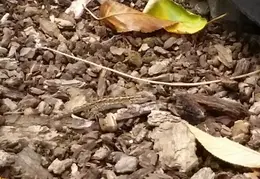 Termite Swarms 20161015 08