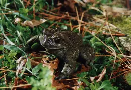Toad