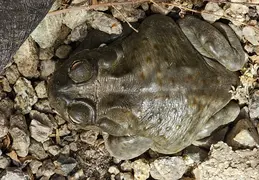 Toad 20250817 103348