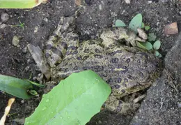 Toad November 2008 01
