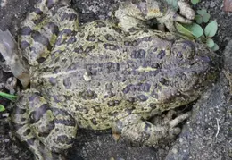Toad November 2008 02