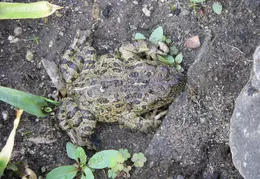 Toad November 2008 03