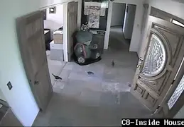 Turkey Chicks Invading House 20130525 01