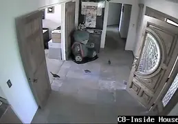 Turkey Chicks Invading House 20130525 01