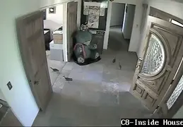 Turkey Chicks Invading House 20130525 02