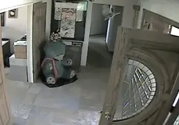 Turkey Chicks Invading House 20130525 03