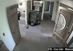 Turkey Chicks Invading House 20130525 04