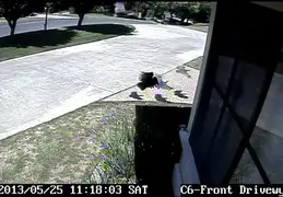 Turkey Chicks Invading House 20130525 05