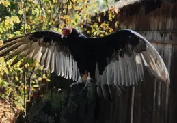 Turkey Vulture
