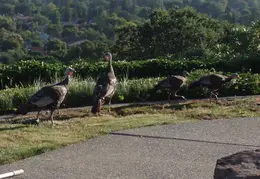Turkeys In Backyard July 2011 04
