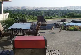 Turkeys In Backyard July 2011 06