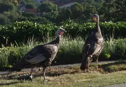 Turkeys In Backyard July 2011 07