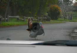 Turkeys March 2012 01