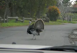 Turkeys March 2012 02