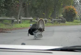 Turkeys March 2012 03