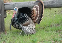 Turkeys March 2012 04