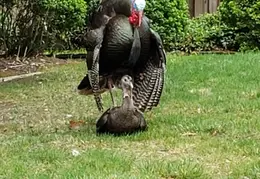 Turkeys Mating 20200329 01