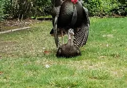 Turkeys Mating 20200329 02