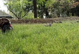 Turkeys Mating 20200329 03