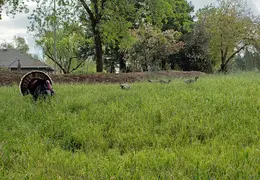 Turkeys Mating 20200329 04