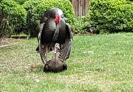 Turkeys Mating 20200329 05