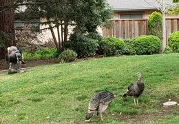 Turkeys Mating 20200329 06