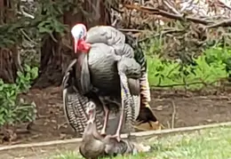 Turkeys Mating 20200329 07