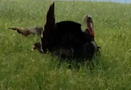 Turkeys Mating 20200329 09