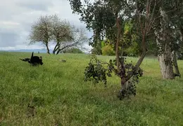 Turkeys Mating 20200329 10