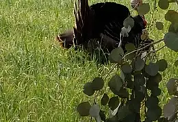 Turkeys Mating 20200329 11