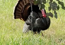 Turkeys Mating 20200329 12