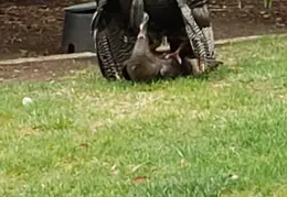 Turkeys Mating 20200329 13