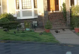 Turkeys On Neighbors Lawn July 2011 01