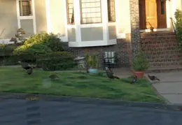 Turkeys On Neighbors Lawn July 2011 02