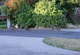 Turkeys On Neighbors Lawn July 2011 04