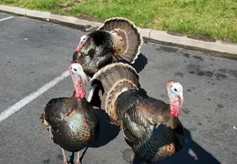 Turkeys at Starbucks 20200319 111010