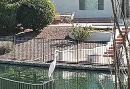 White Egret 20230102 01