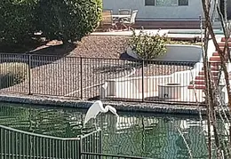 White Egret 20230102 03