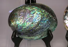 Abalone Shells 008