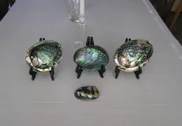 Abalone Shells 009