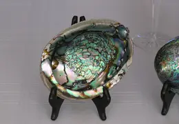 Abalone Shells 010