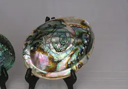 Abalone Shells 011