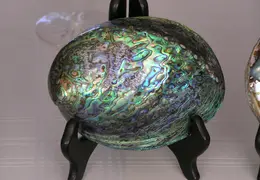 Abalone Shells 012