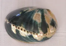 Abalone Shells 013