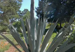 Agave Plant 2013 01